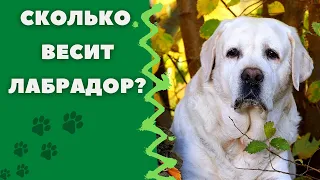 🐕📝🐾 Сколько весит лабрадор?