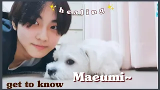 ⁀➷[ENG] ENHYPEN JUNGWON & Maeumi's Adorable Time On Vlive // EN- VLIVE