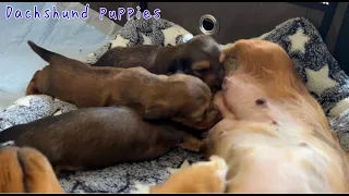 【ダックス子犬】小さな犬の赤ちゃんの授乳　Teeny Tiny Dachshund puppy nursing（asmr）