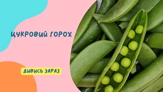 Дуже смачний горох, який можна їсти разом зі стручком!  Цукровий горох типу Маншту