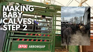 Pulling CIDRs & a calf -- all in a day | Day in the life of a 27 year old farmer