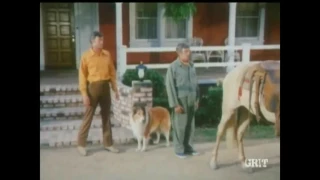 Lassie - Episode #570 - "The Flying Grandpa" - Season 18, Ep. 9 - 12/02/71