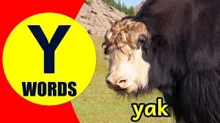 Words Starting With Y - Learn Words that Start with Y Sound