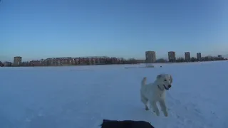 Сильно Веселая собака)) г.Омск Город глазами велосипедиста #414