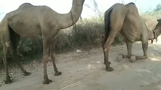 camel mating ||ops camel breading