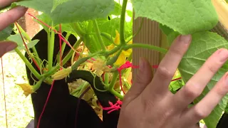 Cucumber Flowers