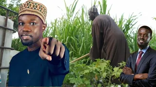 nouveau agriculture au Sénégal