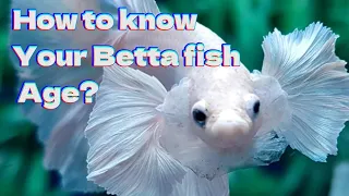 8 Signs To Know Age Of Betta Fish | Your Betta Fish Old Or Young?