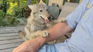 Coyotes first 6mo.  #weavethecoyote #duckholliday #coyote #weave #nature #naturelovers #puppy