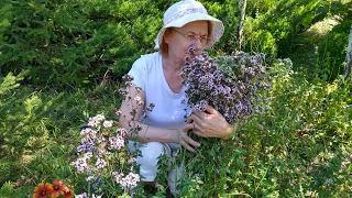 ДУШИЦА-полезные свойства. ( Материнка,Орегано) .Сбор лекарственной травы  2020.