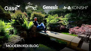 Modern Koi Blog #6075 - Der Unterschied zwischen Teichen mit und ohne Koi