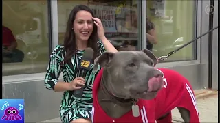 Funny Animal Tv News Bloopers Fails 2020   Best Animal News Bloopers Compilation 2019