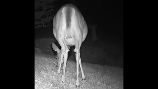 Momma Deer eating for ONE or TWO Fawn's??