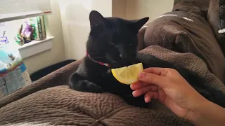 My pets tried to eat lemon