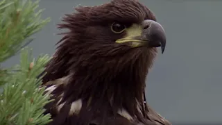 Young Eagle Flies for the First Time | BBC Earth