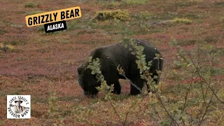 Grizzly Bear in Alaska Wilderness