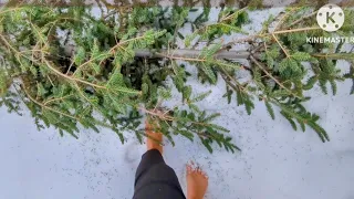 Taking Out the Christmas Tree Barefoot