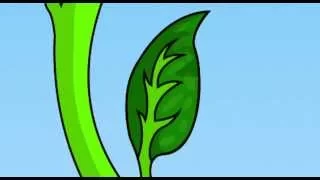 Fotosyntes - Informationsfilm