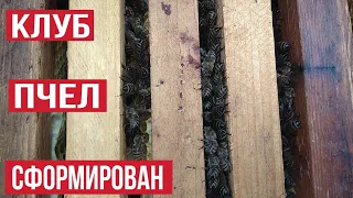 ПРАВИЛЬНО СФОРМИРОВАН КЛУБ ПЧЕЛ !!! 13.12.19