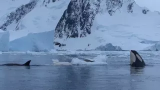 Orca hunt