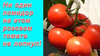 Розовый томат, который совершенно не лопается!