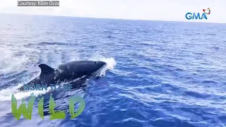 Born Sightings- A pod of killer whales spotted in Misamis Occidental | Born to be Wild
