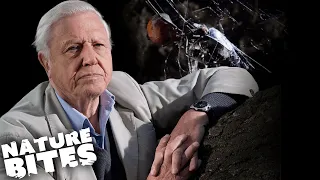 David Attenborough Explains: Deadly Creatures! | Nature Bites