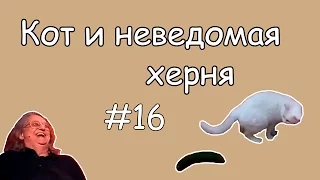 Coub лучшее #16 Кот и неведомая херня / Приколы В Coub'е