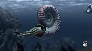 Ammonite - extinct marine mollusc