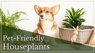 Pet-Friendly Houseplants | Non-Toxic Indoor Plants | Pet Safe Plants for Cats and Dogs