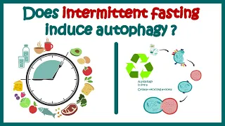 Autophagy & Intermittent Fasting| cellular Recycling| How long do you have to fast before autophagy?