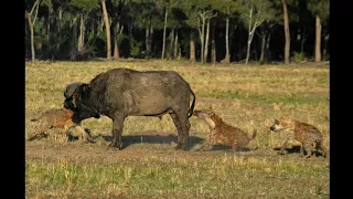 hyena grabs buffalo by the balls