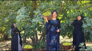 Iran Village! Harvesting fresh figs in the village and making jam | iran village life