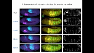 A Huang: Manipulating fate with light – an optogenetics tool to understand Bcd function.