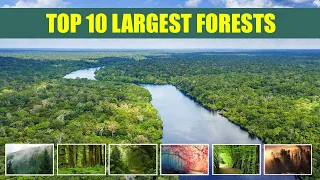 Top 10 Largest Forests in the World – Biggest Forests on Earth | Amazement