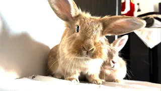 Bunnies love being caressed.