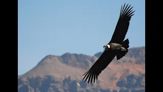 Несложная мелодия под гитару. Полет кондора.  El Condor Pasa. Песня.Супер