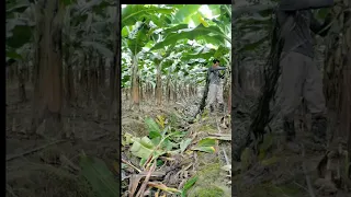 Banana Farming Techniques Tied Rope To Avoid Falling 😎 #satisfying #short