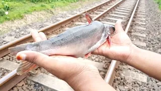 Experiment : Train vs Fish || EXPERIMENT XUNAID