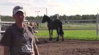 Как приучить лошадь к резким звукам