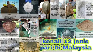 12 Jenis Ikan Pari Yang Ada Di Perairan Malaysia #surfcasting #surffishing #rockfishing  #stingray