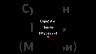 Сура: Ан-Намль (Муравьи)❤️Чтецы Билал Дарбали и Мухаммад Дибиров Красивое Чтения Корана | #quran