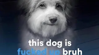 This Dog is Messed up Bruh (meme)