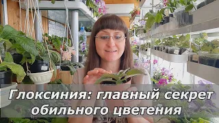 Главный секрет обильного цветения глоксинии