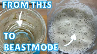 RESETTING YOUR SOURDOUGH STARTER - How To Make A More Active Starter