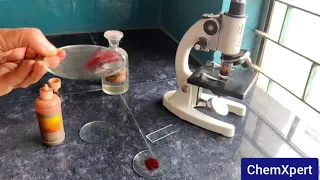 To Prepare Stained Temporary Mount of Onion Peel | Science | Class 9 | Term 1 Practical |CBSE |NCERT