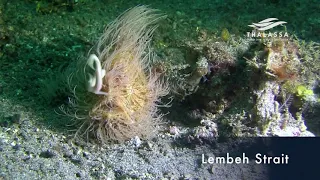 Dive at the Lembeh Strait