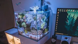 Waterbox 20 Cube Upgrade and Tank Tour