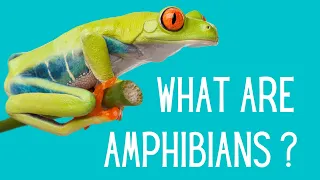 What are the characteristics of Amphibians?