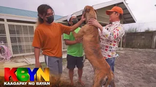 KBYN: Bakit 'gentle giant' ang isa sa pinakamalaking aso na Great Dane?